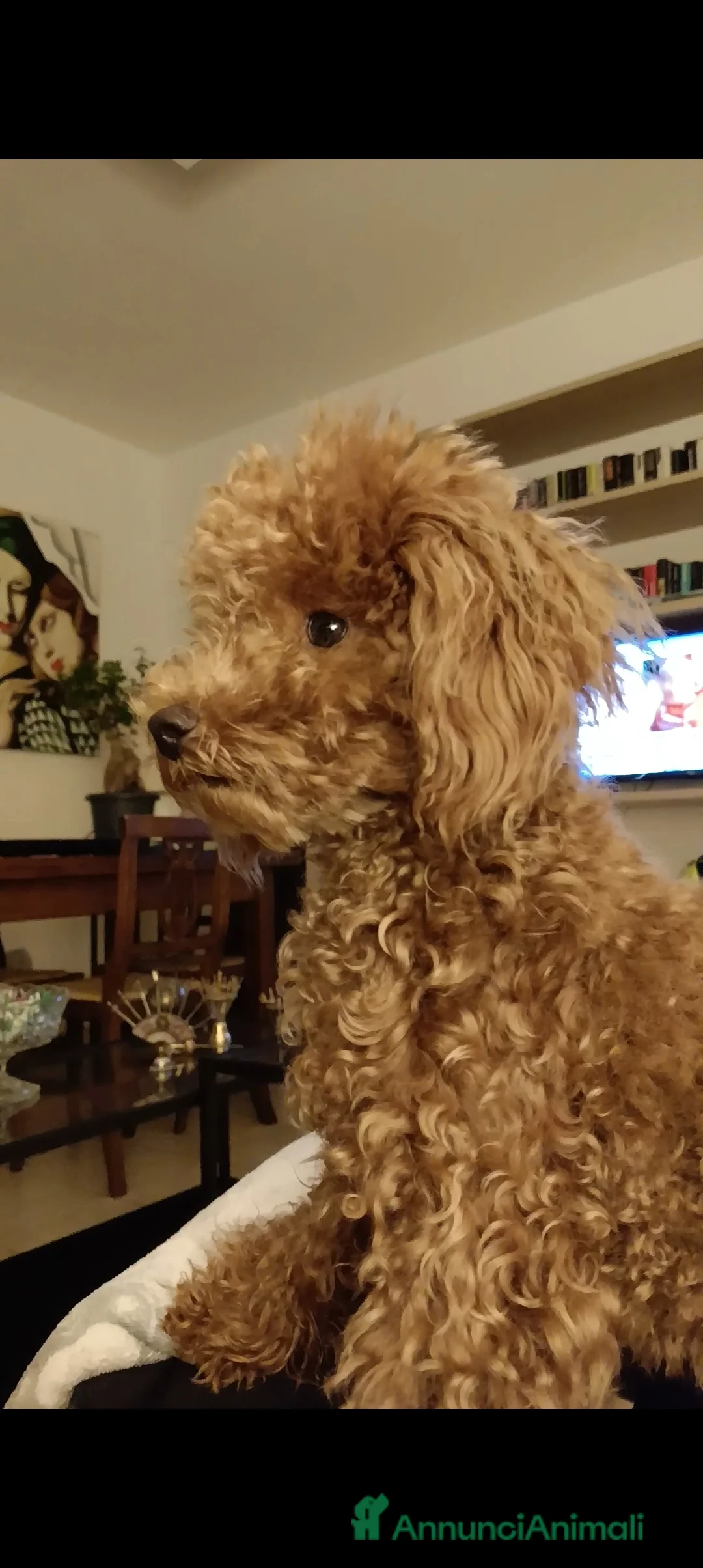 Barboncino cani per accoppiamento: BARBONCINO TOY RED per accoppiamento  a Città Metropolitana di Firenze - Annuncio 3