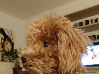 Barboncino cani BARBONCINO TOY RED per accoppiamento - Annuncio 1