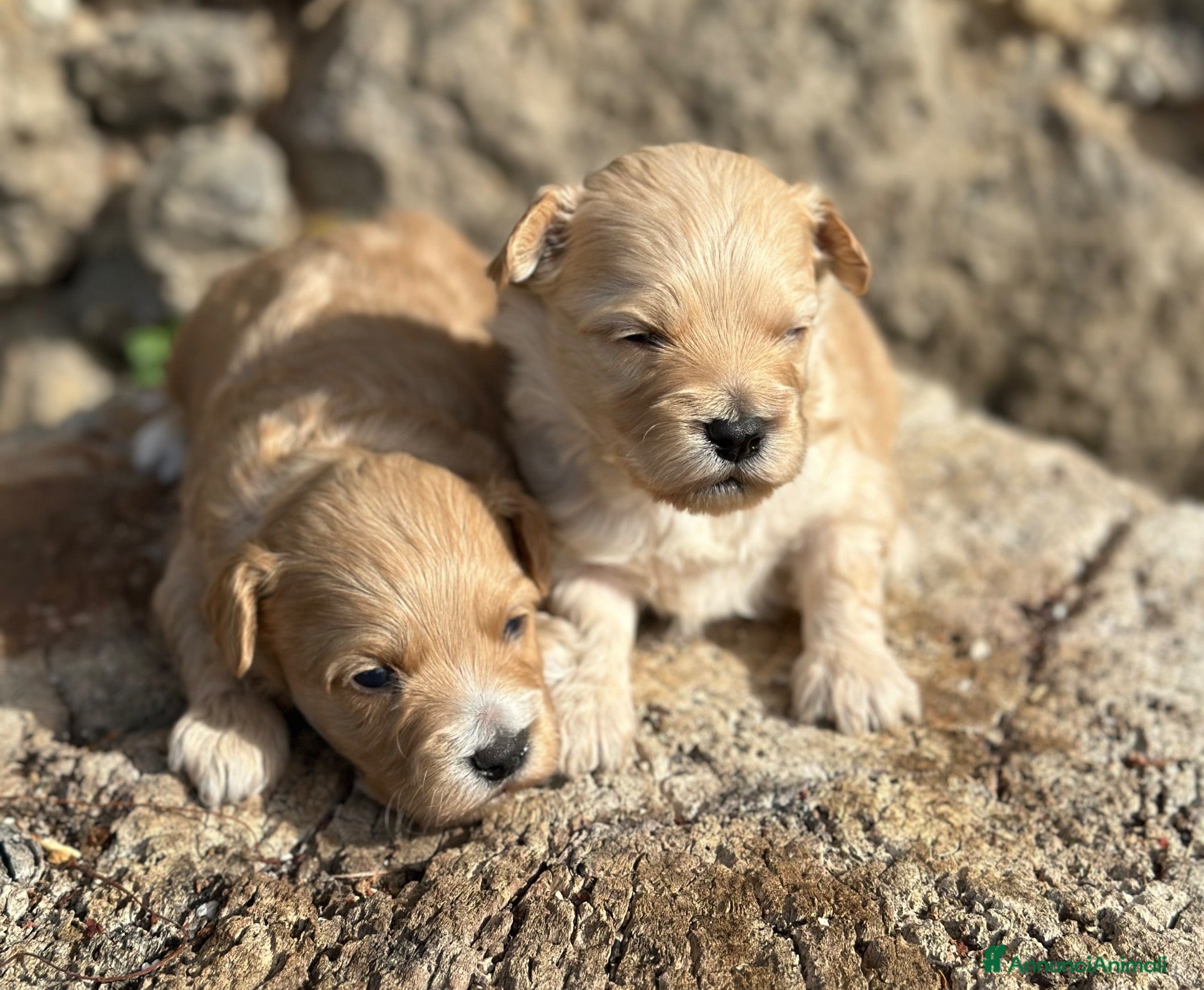 Maltipoo cani Maltipoo - Annuncio 26