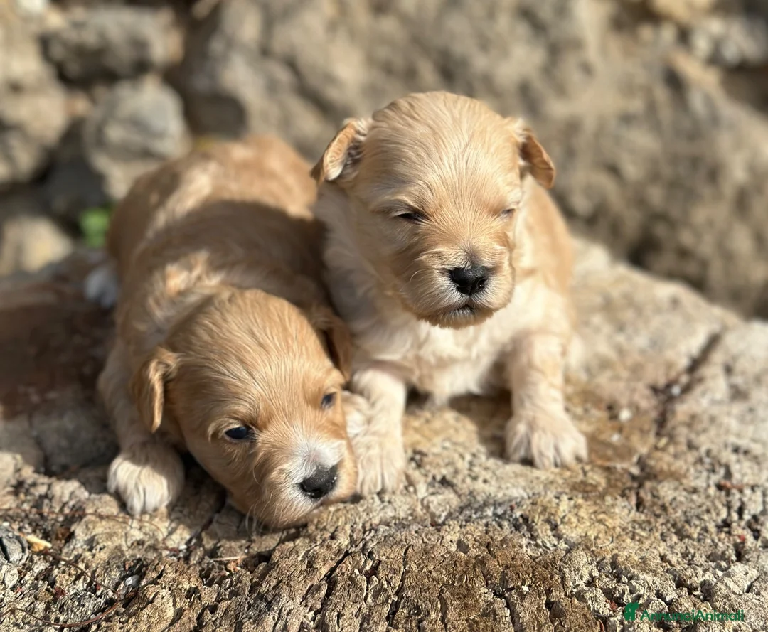 Maltipoo cani in vendita: Maltipoo - Annuncio 1
