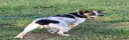 Meticcio cani in regalo: Divy, una bellezza di meticcia - Annuncio 8