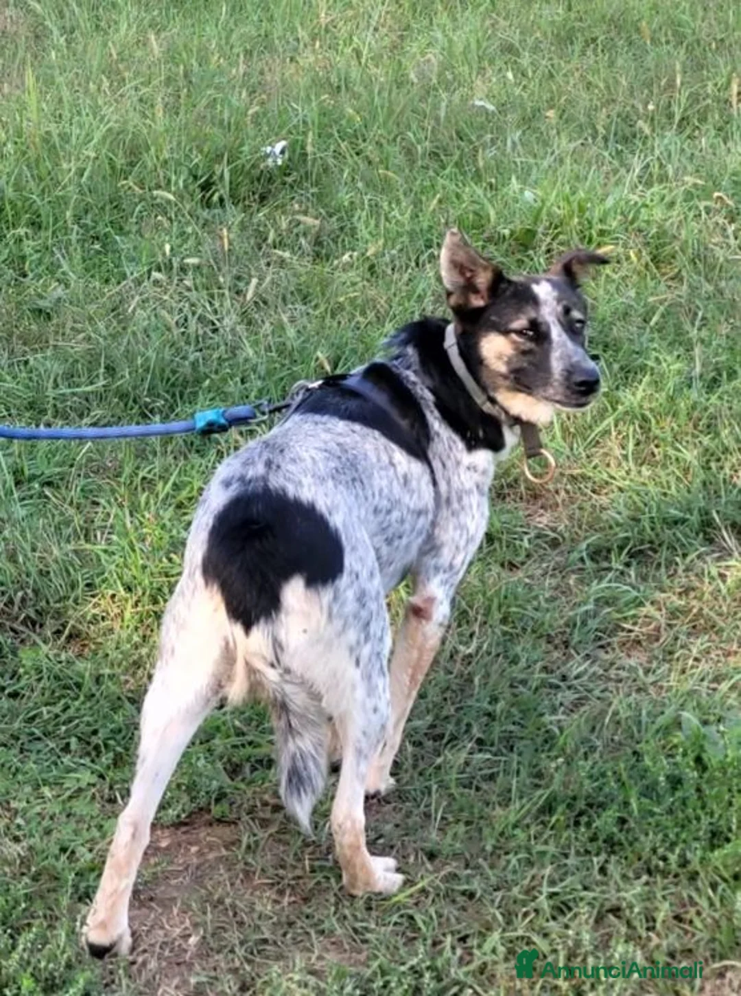 Meticcio cani in regalo: Divy, una bellezza di meticcia - Annuncio 8