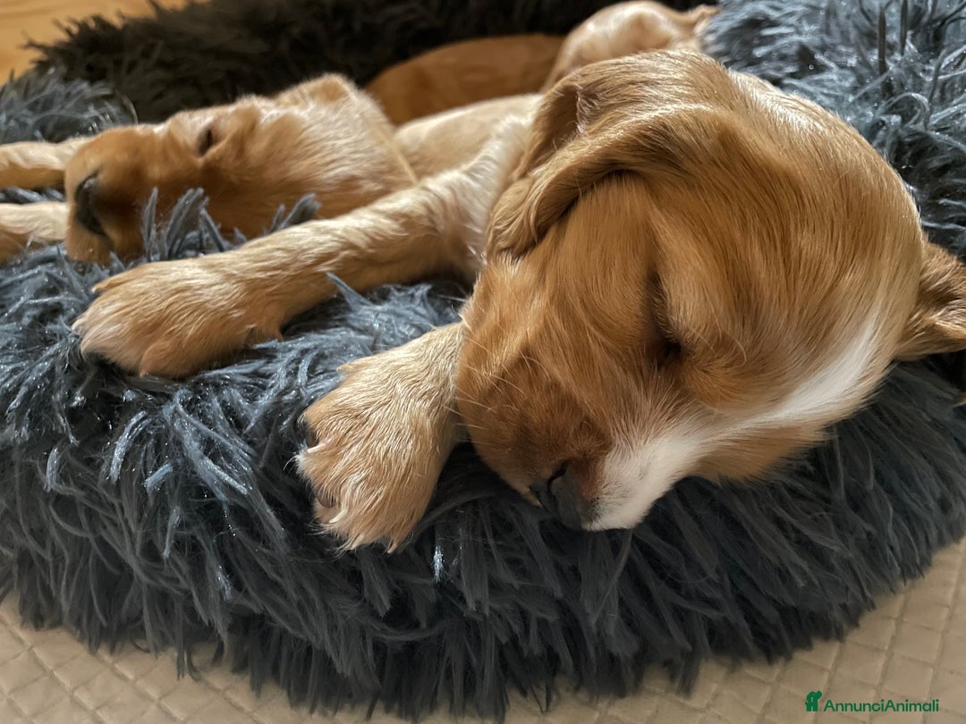 Cocker cani in vendita: Dolcissimi cuccioli di Cocker Spaniel Inglese - Annuncio 8