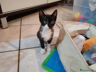 Meticcio gatti Margot e Lupin, 2 mesi, mici cercano casa - Annuncio 1
