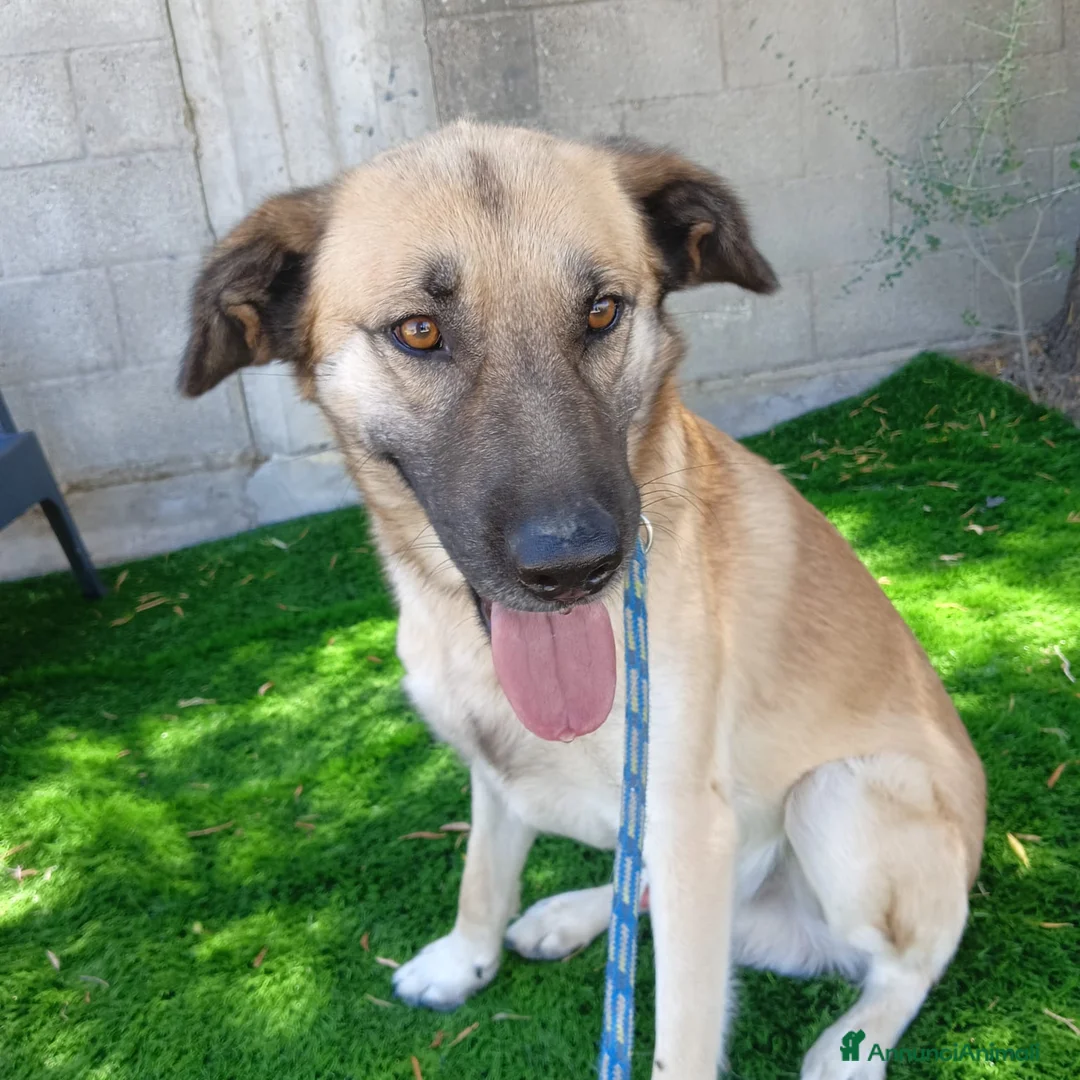 Meticcio cani in regalo: Jimmy - Annuncio 2