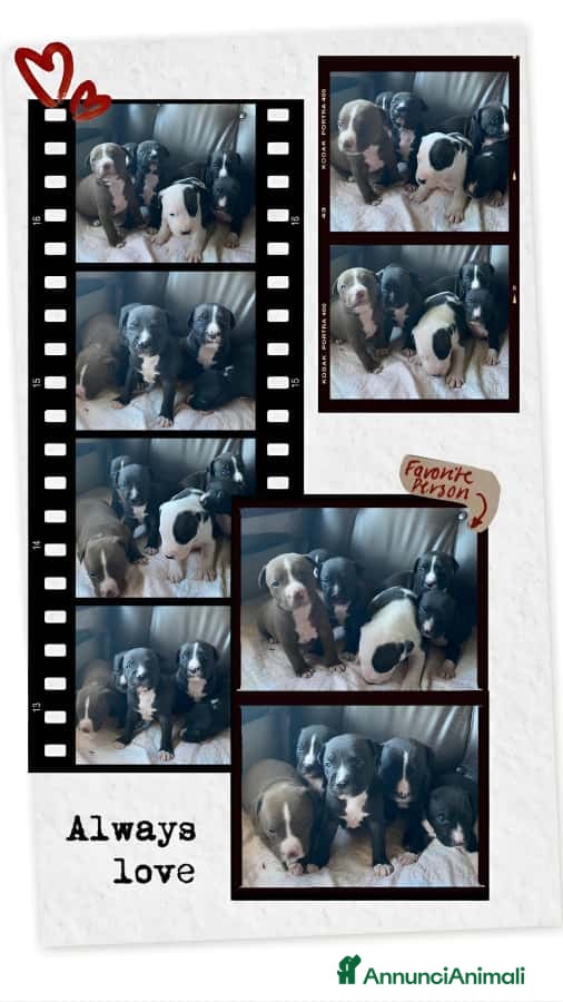 American Staffordshire cani Cucciolata Amstaff in Puglia in provincia di Bari - Annuncio 23
