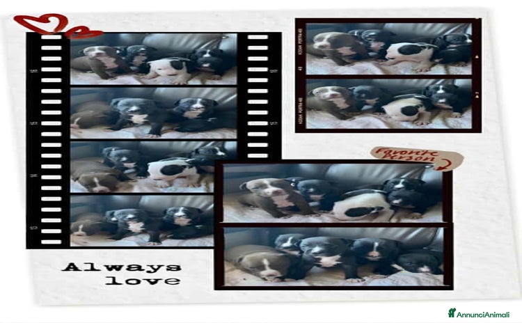 American Staffordshire cani Cucciolata Amstaff in Puglia in provincia di Bari - Annuncio 12