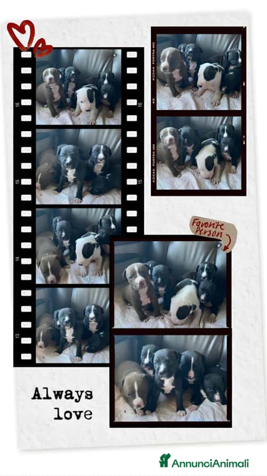 American Staffordshire cani in vendita: Cucciolata Amstaff in Puglia in provincia di Bari - Annuncio 1