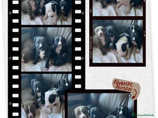 American Staffordshire cani Cucciolata Amstaff in Puglia in provincia di Bari - Annuncio 1