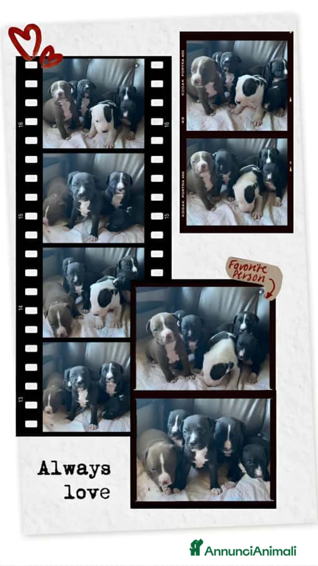 American Staffordshire cani in vendita: Cucciolata Amstaff in Puglia in provincia di Bari - Annuncio 1