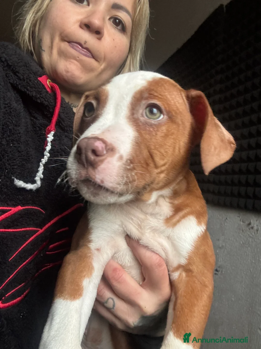 Pitbull cani in vendita: Cuccioli di Pit Bull con pedigree anche a rate - Annuncio 24