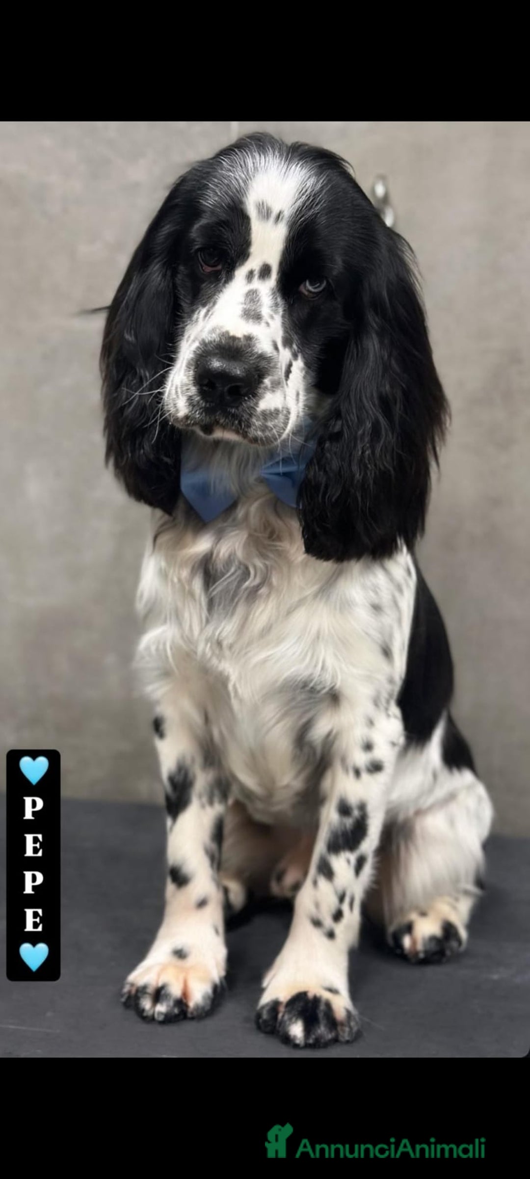 Cocker cani per accoppiamento: Cocker Spaniel Inglese da Monta - Annuncio 6