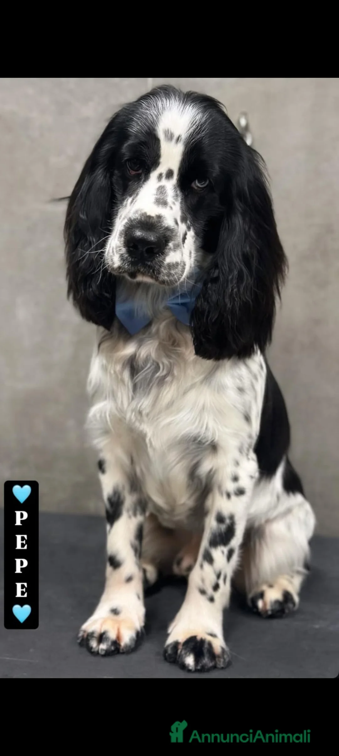 Cocker cani per accoppiamento: Cocker Spaniel Inglese da Monta - Annuncio 6