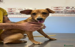 Altre razze cani in regalo: willy   - Immagine 3