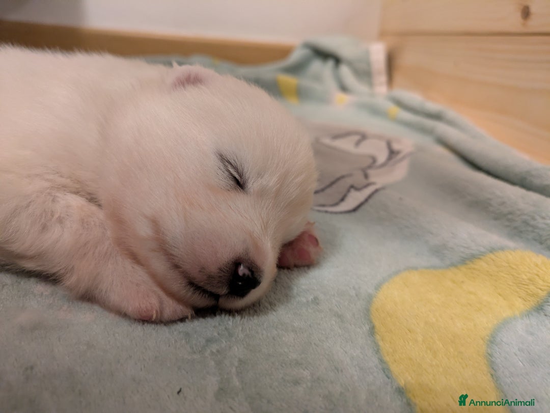 Samoiedo cani in vendita: Cuccioli di Samoiedo - Annuncio 22