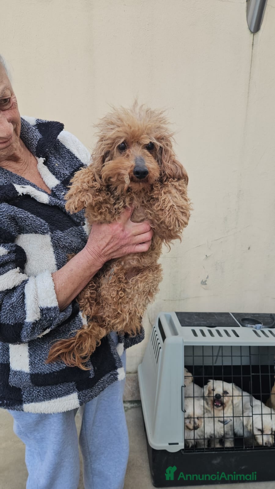 Barboncino cani Pegaso: 2 kg, socievole con cani gatti e bimbi  - Annuncio 19