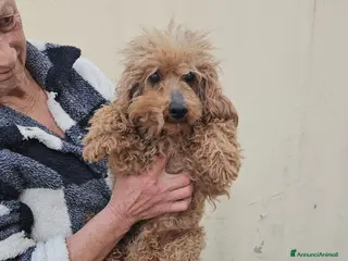 Barboncino cani Pegaso: 2 kg, socievole con cani gatti e bimbi - Annuncio 19