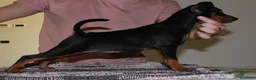 Pinscher Miniatura cani in vendita: Pinscher nano  - Annuncio 18