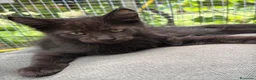 Maine Coon gatti in vendita: Maschietto nero di maine coon (Black Velvet) - Annuncio 25
