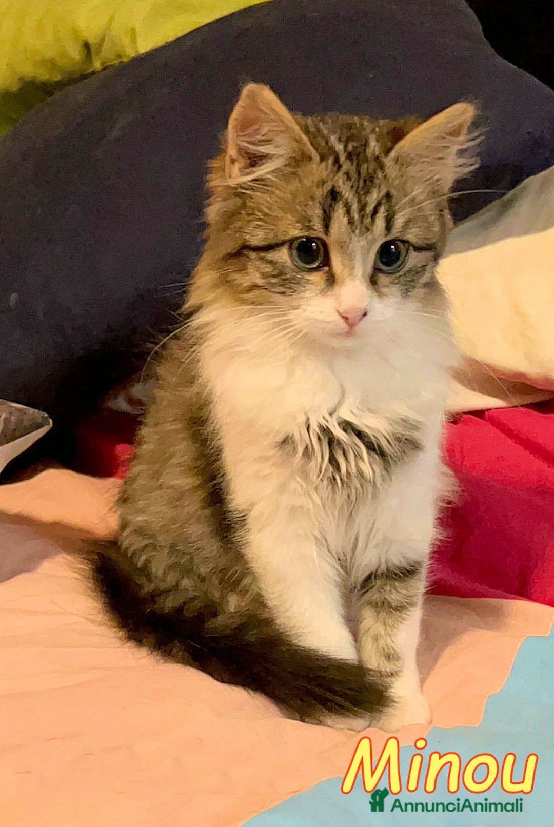 Europeo gatti in regalo: COOKIE E MINOU - Annuncio 3