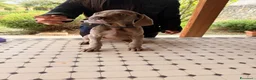 Weimaraner cani in vendita: Cuccioli Weimaraner  - Annuncio 7
