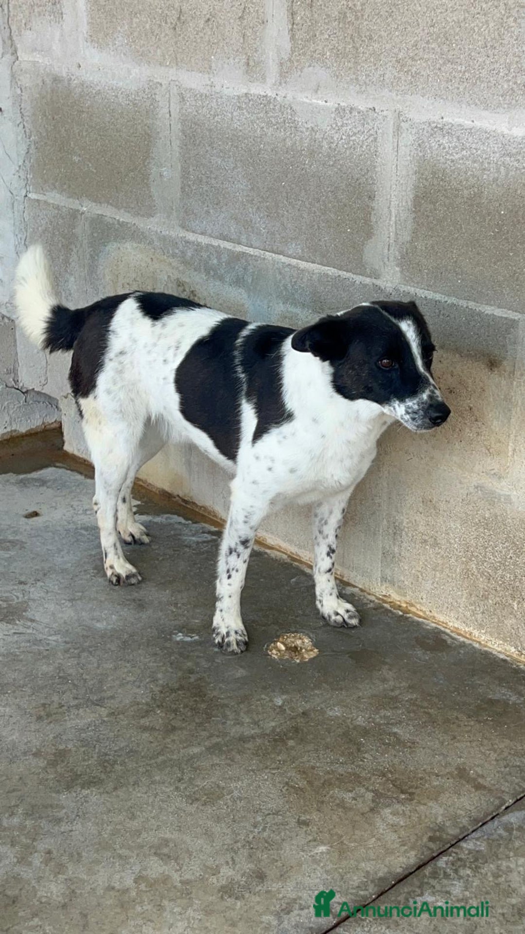 Meticcio cani in regalo: Ughetto sta aspettando te.. - Annuncio 3