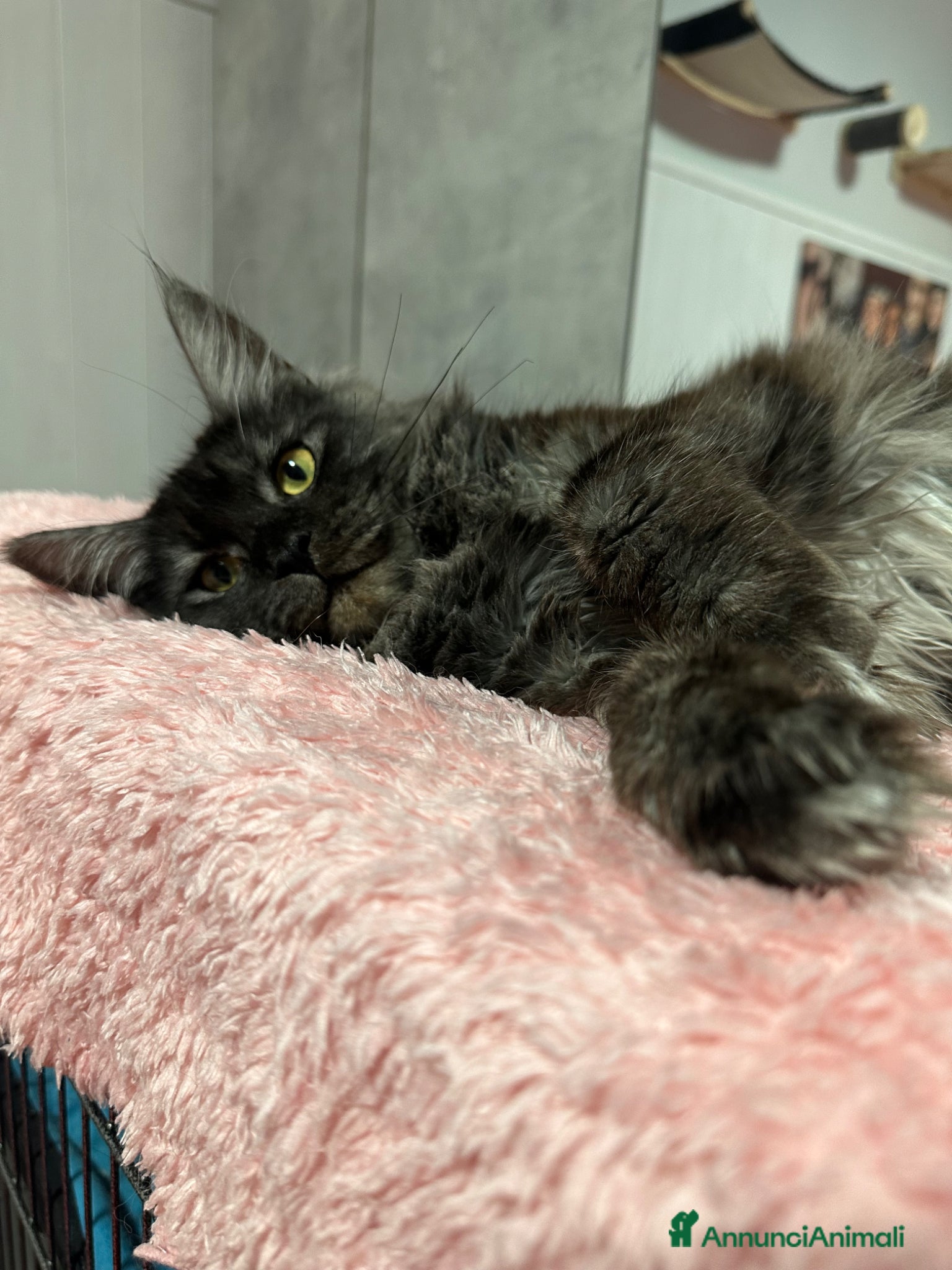 Maine Coon gatti Femmina Maine Coon in Rehoming  - Annuncio 10