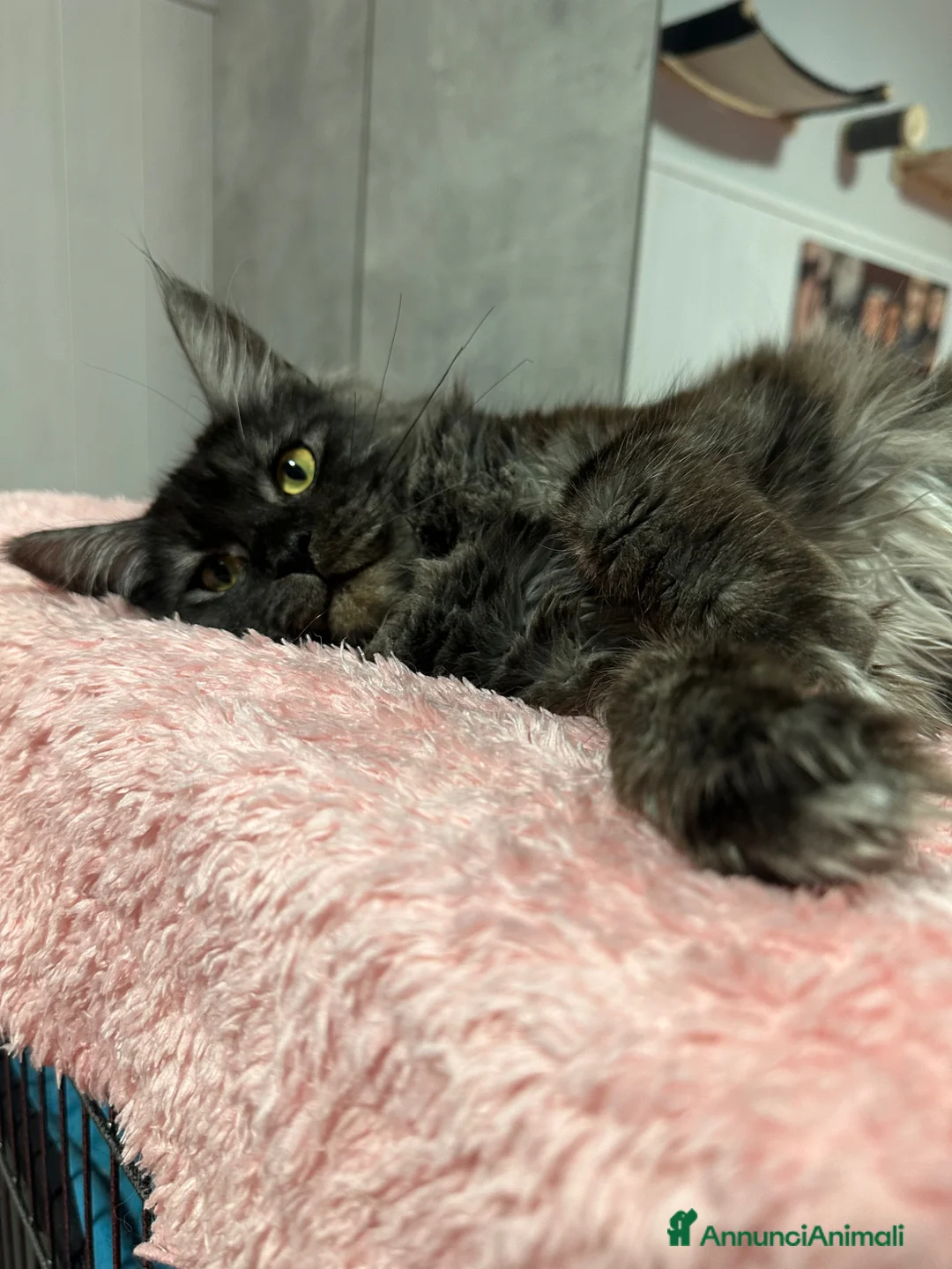 Maine Coon gatti in vendita: Femmina Maine Coon in Rehoming  - Annuncio 1