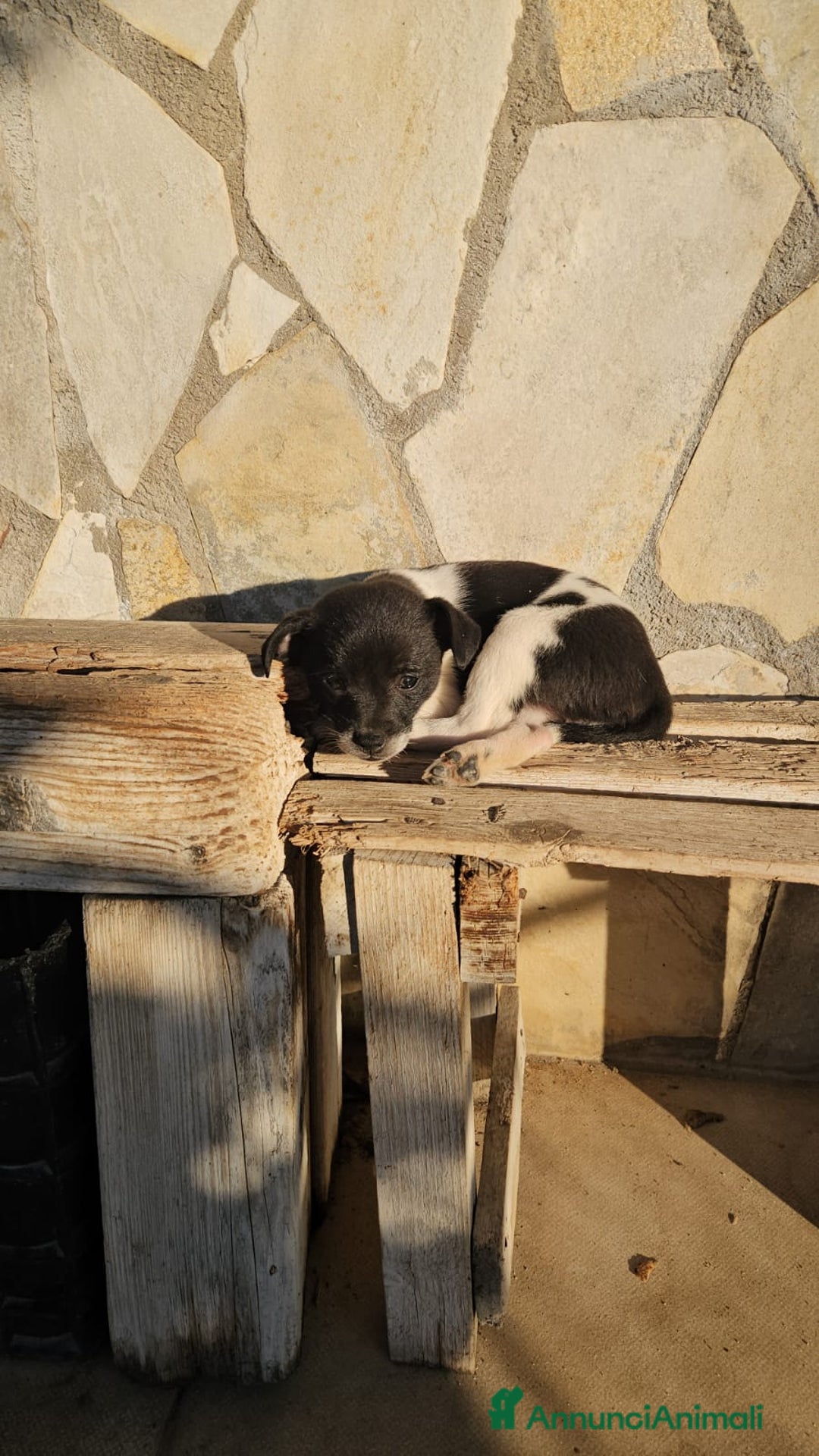 Meticcio cani in regalo: Pizzetta: 2 mesi taglia piccola  - Annuncio 1
