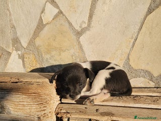 Meticcio cani Pizzetta: 2 mesi taglia piccola - Annuncio 1