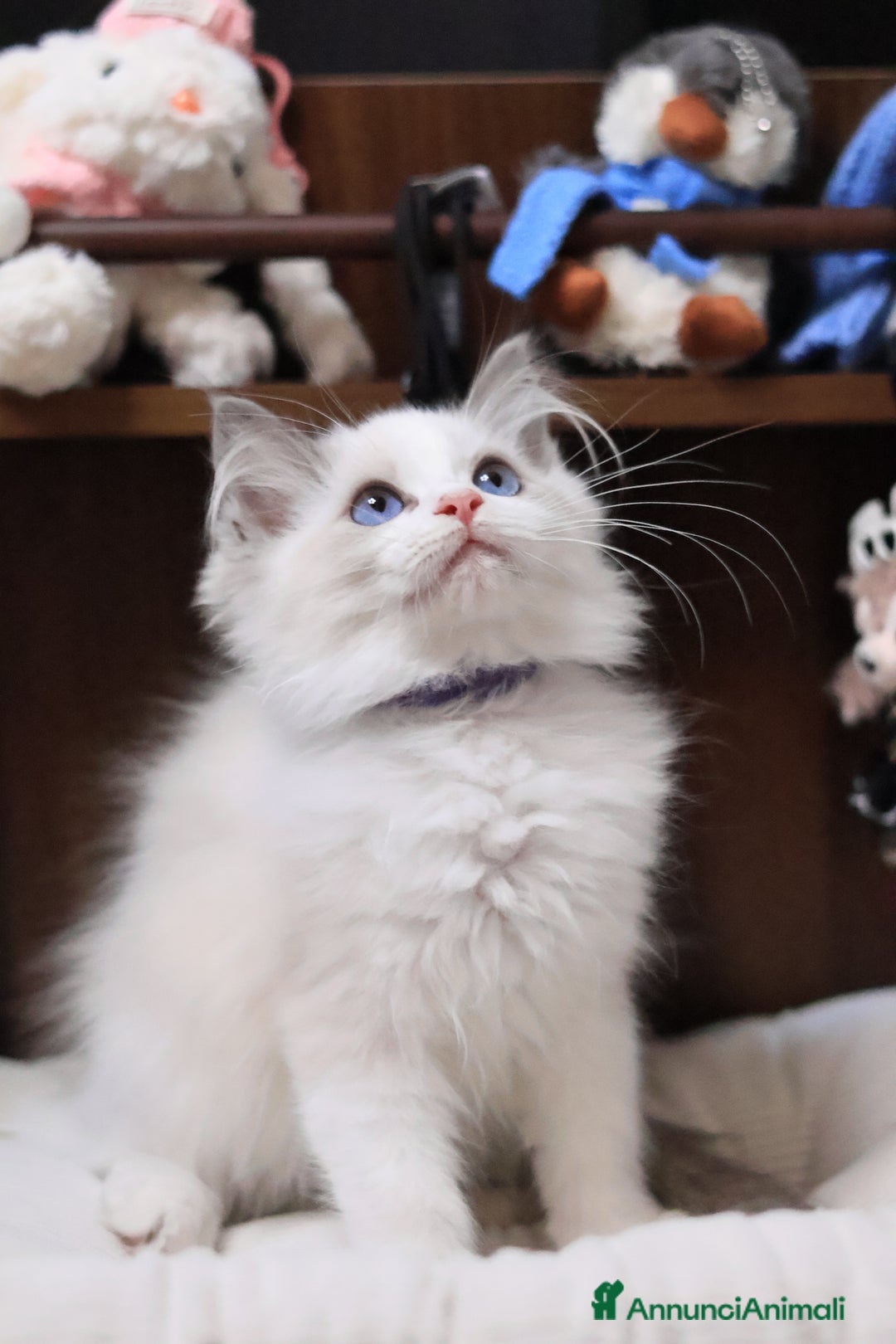 Ragdoll gatti in vendita: Cuccioli ragdoll - Annuncio 3