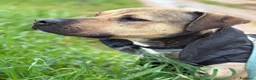 Meticcio cani in regalo: Bobby, semplicemente fantastico - Annuncio 13