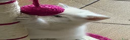 Scottish gatti in vendita: Gattino schottish bianco con occhi azzurri - Annuncio 15