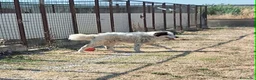 Meticcio cani in regalo: Giulio Cesare spettacolo in adozione  - Annuncio 7