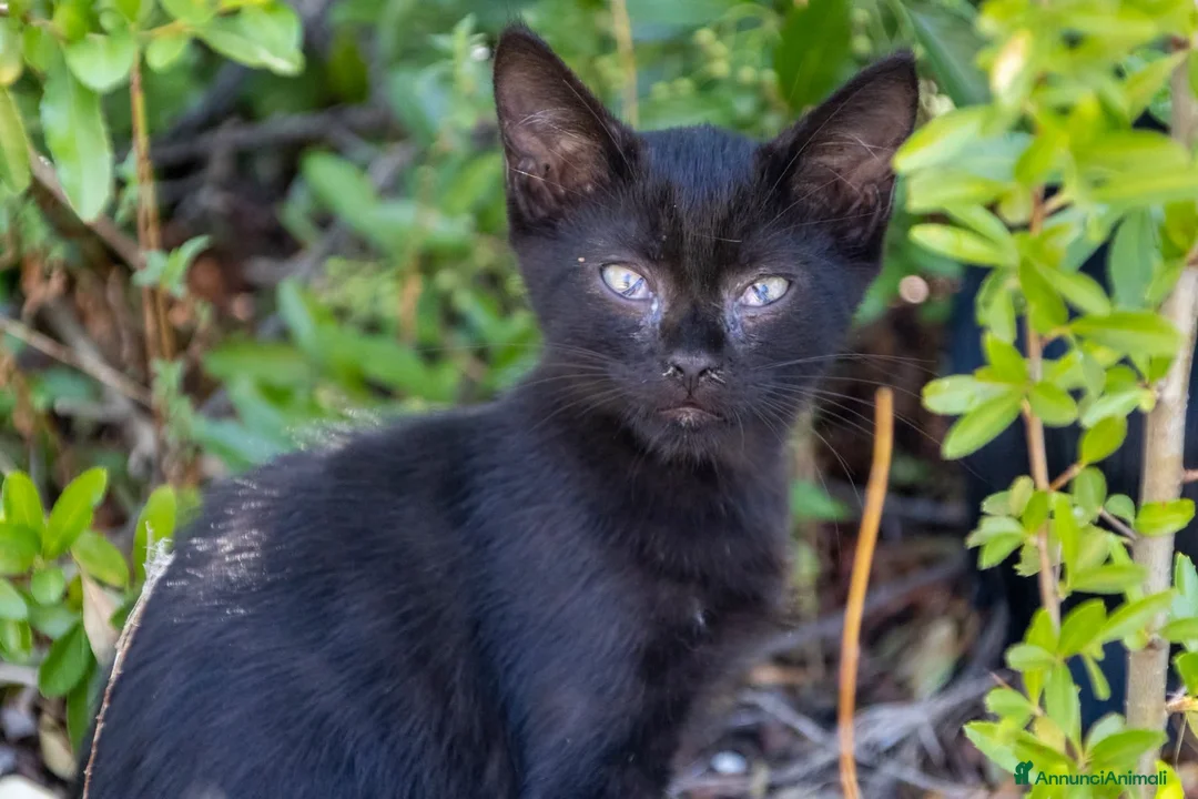 Europeo gatti in vendita: cuccioli gatto bellissimi cercano casa❤️ - Annuncio 11
