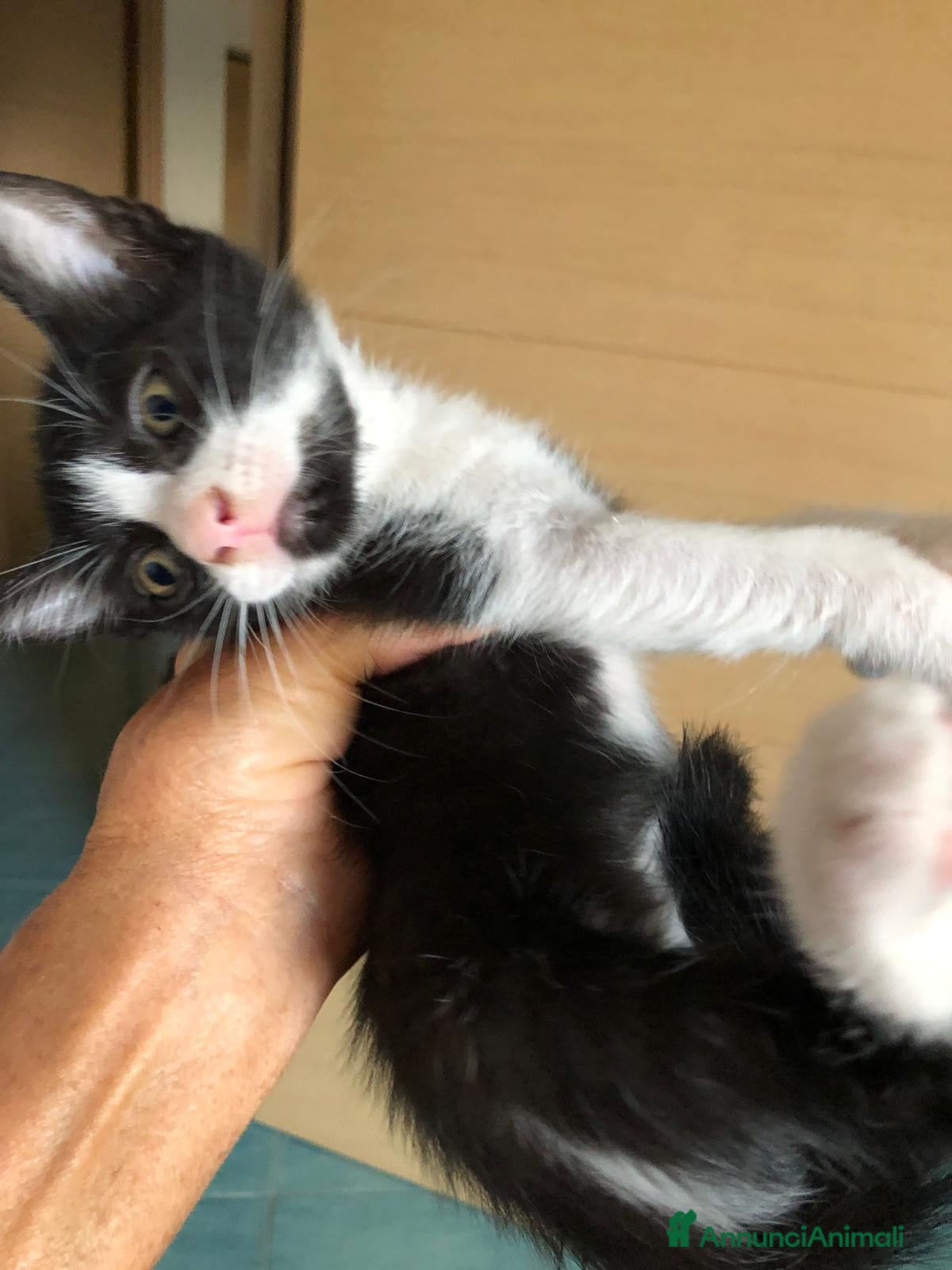 Meticcio gatti Cerco famiglia per Gattini  - Annuncio 2