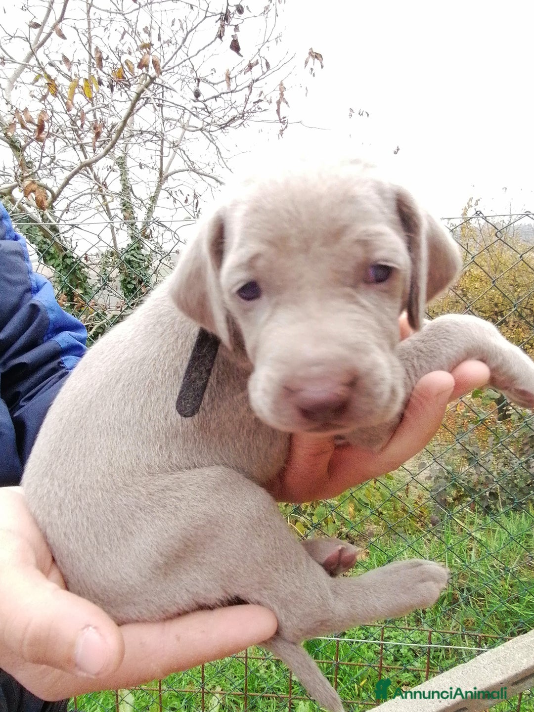 Weimaraner cani in vendita: Cuccioli weimaraner  - Annuncio 4