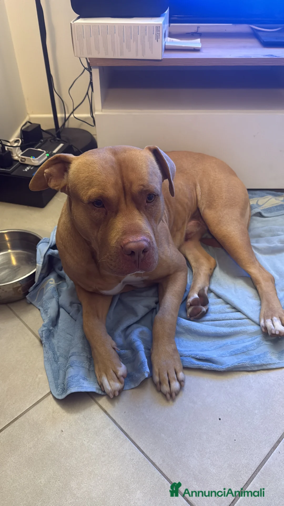 Pitbull cani in regalo: Pitbull red nose  a Città metropolitana di Roma Capitale - Annuncio 5