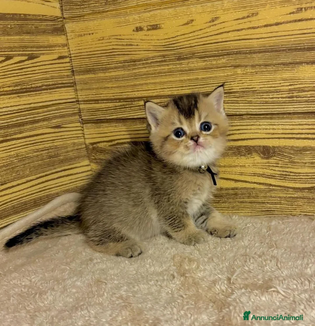 British gatti in vendita: Cuccioli di british shorthair golden - Annuncio 6