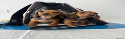 Bassotto cani in vendita: Cuccioli bassotti tedesco  - Annuncio 7