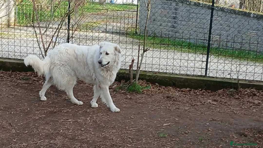 Meticcio cani in regalo: SALLY ATTENDE LA SUA FAMIGLIA, IN ADOZIONE - Annuncio 3