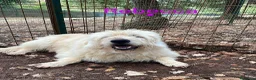 Altre razze cani in regalo: REBECCA dolcissima past. Vandeano a Provincia di Alessandria - Annuncio 6