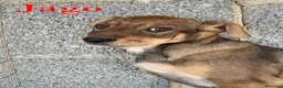 Meticcio cani in regalo: Aron e Jago dolcissimi cuccioli in adozione - Annuncio 4