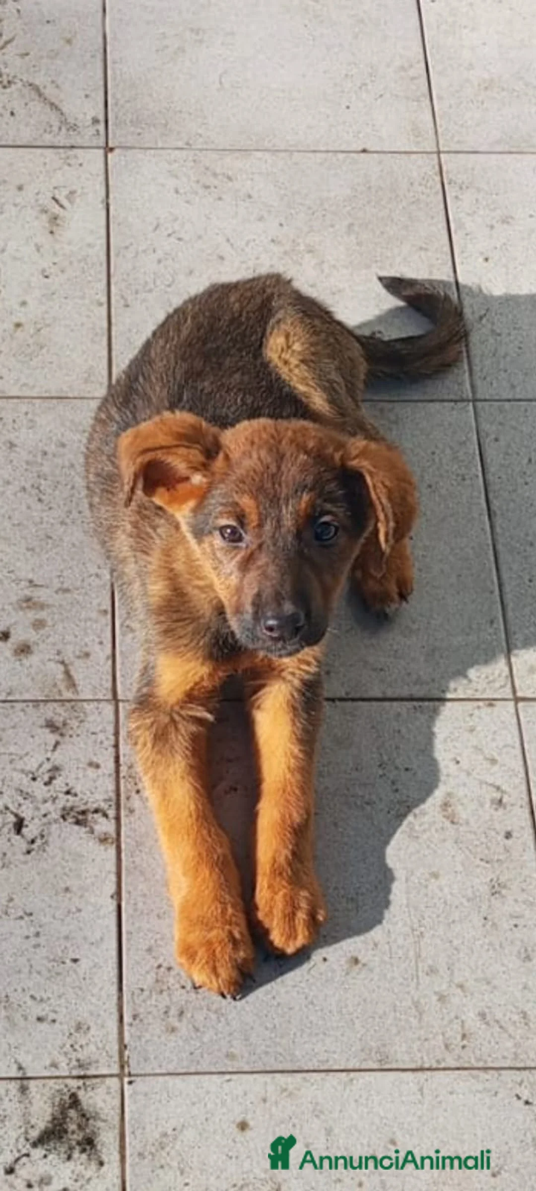 Meticcio cani in regalo: Clarissa, cucciola Meticcia in Canile - Annuncio 1