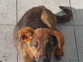 Meticcio cani Clarissa, cucciola Meticcia in Canile - Annuncio 4