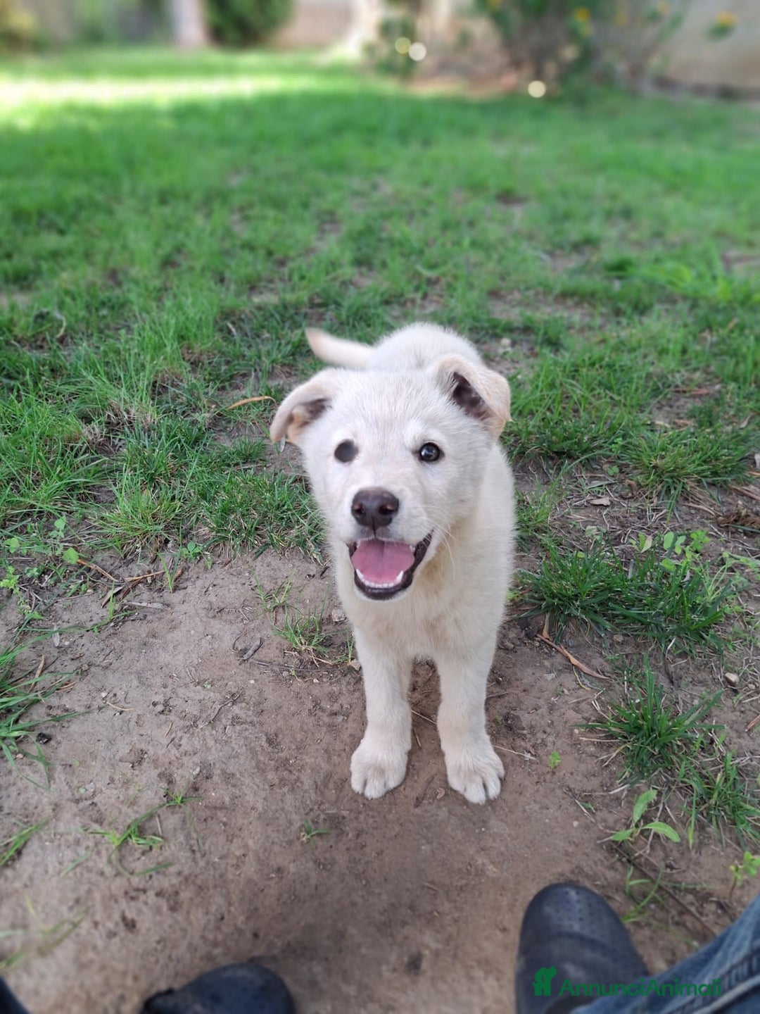 Meticcio cani in regalo: SID 💙-cucciolo “orsetto lanoso” cerca la sua casa a Città metropolitana di Milano - Immagine 12