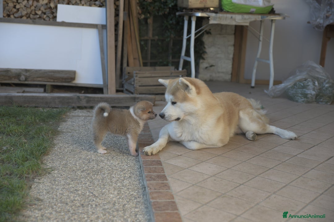 Akita Inu cani in vendita:  Maschio Pelo Lungo a Provincia di Vicenza - Immagine 6