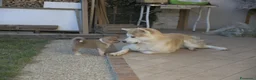 Akita Inu cani in vendita:  Femmina  Maschio Pelo Lungo - Annuncio 6