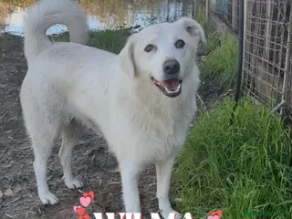 Meticcio cani WILMA 🩷-dolcissima nuvola bianca, nessuno chiama a Città Metropolitana di Firenze - Annuncio 30