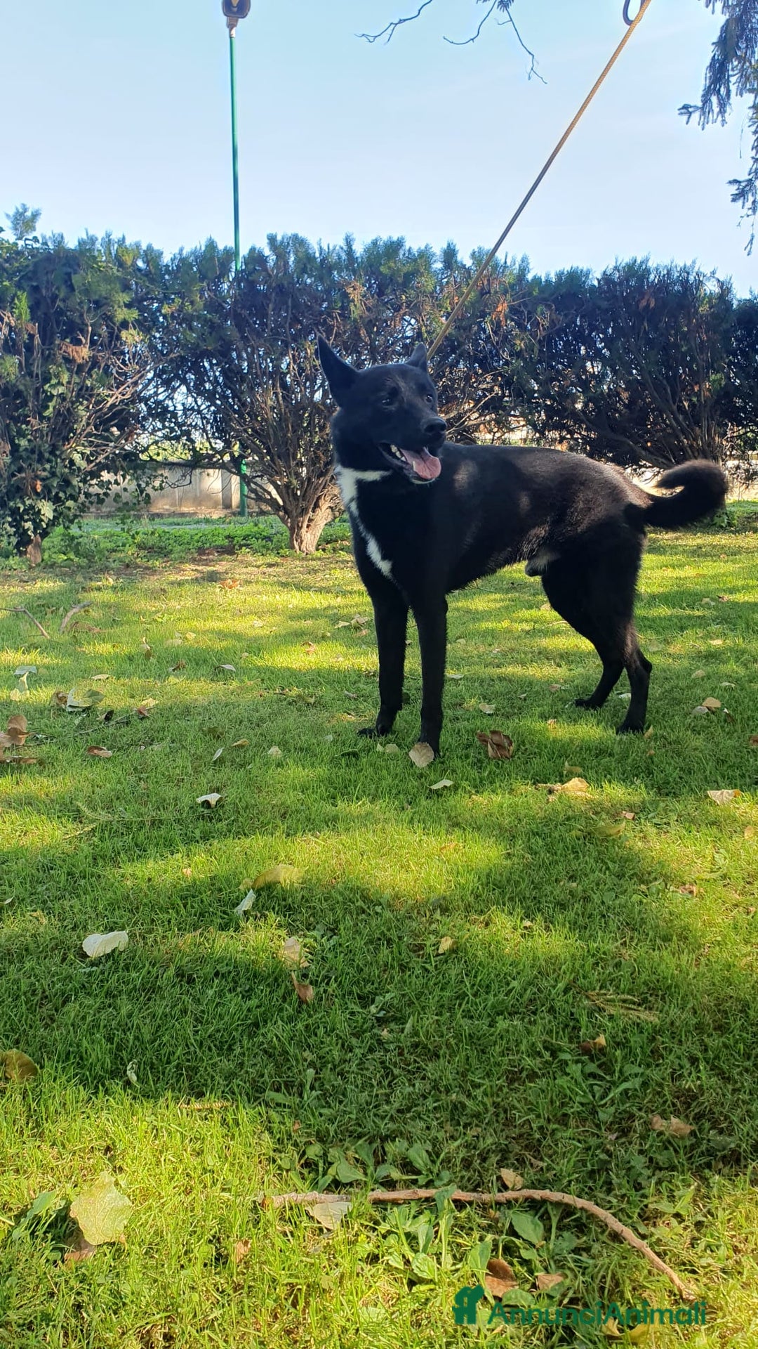 Altre razze cani in regalo: Filippo, cucciolone di un anno cerca casa - Annuncio 9